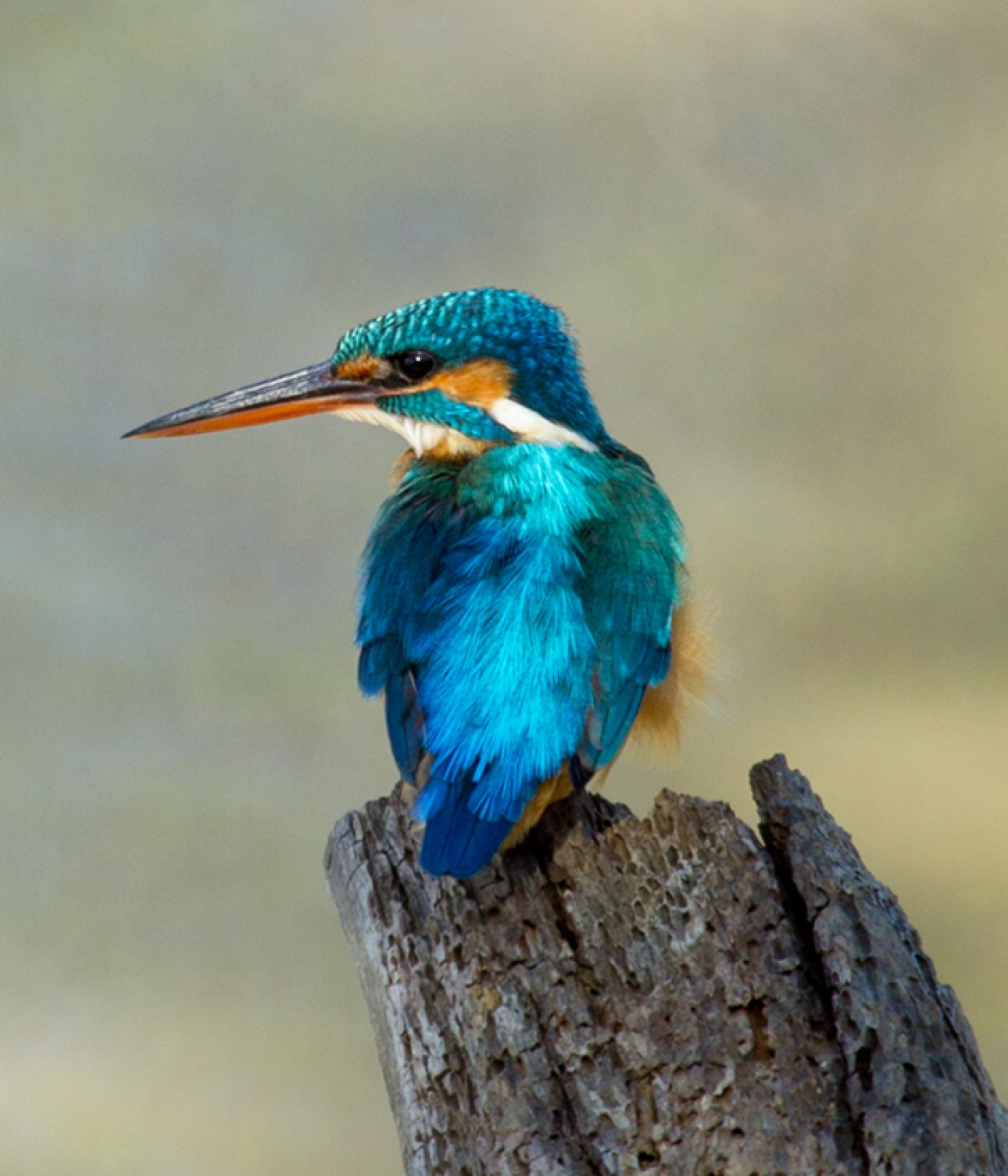 Washington Wetland Centre, Kingfisher