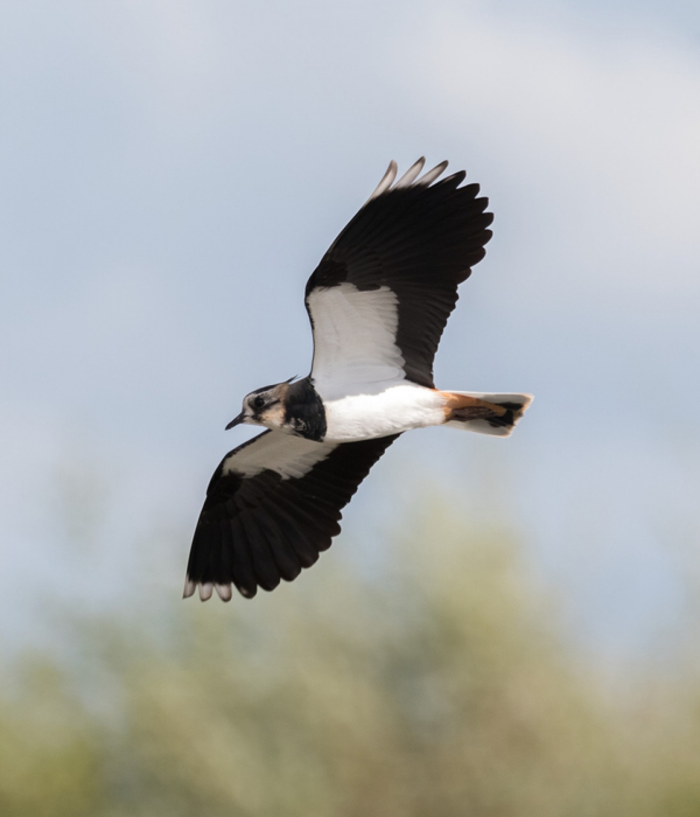 Washington Wetland Centre, Lapwing