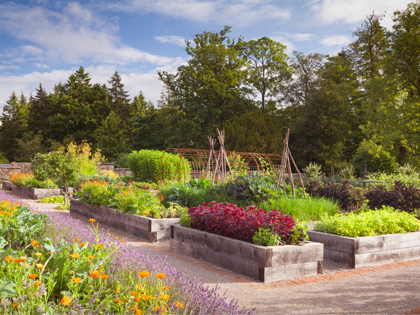 vegetable garden
